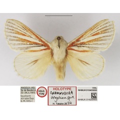 /filer/webapps/moths/media/images/A/angolana_Grammodora_HT_NHMUK.jpg