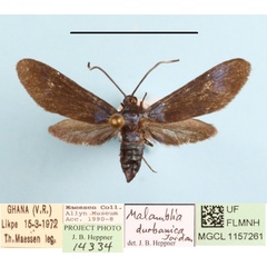 /filer/webapps/moths/media/images/D/durbanica_Malamblia_A_MGCLa_01.JPG