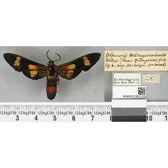 /filer/webapps/moths/media/images/M/madagascariensis_Euchromia_ST_BMNHa.jpg