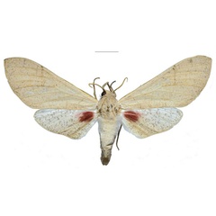/filer/webapps/moths/media/images/P/politzari_Neoclanis_PTF_ZSMa.jpg