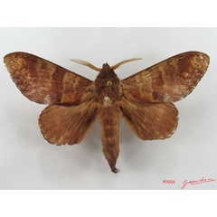 /filer/webapps/moths/media/images/P/producta_Catalebeda_A_Alberta_02.jpg