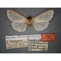 /filer/webapps/moths/media/images/E/eborina_Paralpenus_HT_RMCA_02.jpg