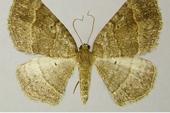 Asthenotricha polydora