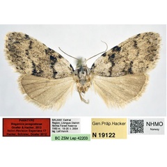 /filer/webapps/moths/media/images/J/janegoaterae_Meganola_PT_NHMO_01.jpg