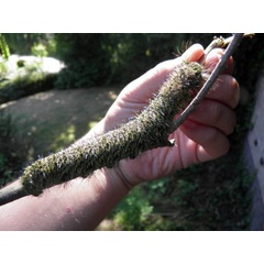 /filer/webapps/moths/media/images/N/nysa_Gonometa_C_Coppens_03.jpg
