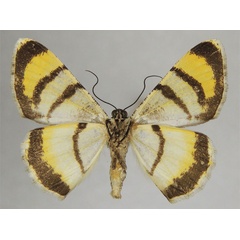 /filer/webapps/moths/media/images/X/xeron_Dorsifulcrum_HT_ZSMb.jpg
