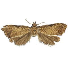/filer/webapps/moths/media/images/D/dallastai_Eccopsis_HT_RMCA.jpg