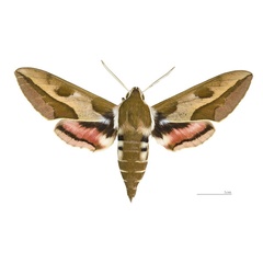 /filer/webapps/moths/media/images/E/euphorbiae_Hyles_AM_MHNT.jpg