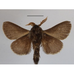 /filer/webapps/moths/media/images/M/murphyi_Bombycopsis_PTM_MGCLb_01.JPG
