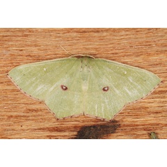 /filer/webapps/moths/media/images/O/ocellata_Traminda_A_Heyns_01.JPG