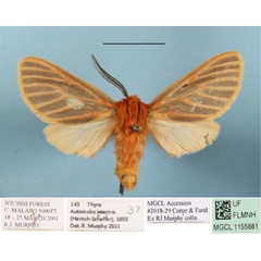 /filer/webapps/moths/media/images/L/lateritia_Metarctia_AM_MGCLa_01.JPG