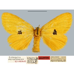 /filer/webapps/moths/media/images/M/mahafalensis_Euproctis_AT_MNHN.jpg