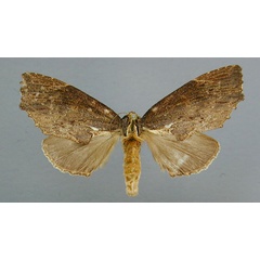 /filer/webapps/moths/media/images/A/angulata_Afropteryx_A_RMCA.jpg