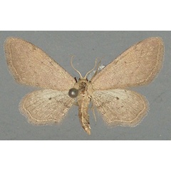 /filer/webapps/moths/media/images/C/carneilinea_Idaea_AF_TMSA.jpg