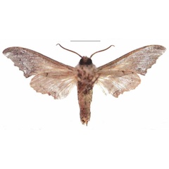 /filer/webapps/moths/media/images/B/boisduvali_Oplerclanis_AM_EMEMb.jpg