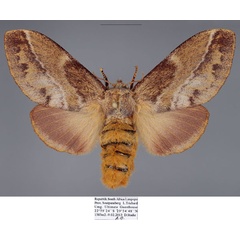 /filer/webapps/moths/media/images/C/capensis_Eutricha_AF_Stadie.jpg