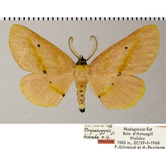 /filer/webapps/moths/media/images/H/hiaraka_Drepanogynis_PTM_ZSMa.jpg