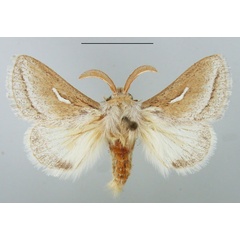 /filer/webapps/moths/media/images/D/donaldsoni_Sena_AM_TMSA.jpg