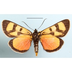 /filer/webapps/moths/media/images/N/nigrobasalis_Pseudopais_AM_MGCLb_01.JPG
