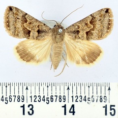 /filer/webapps/moths/media/images/I/infrequens_Clytie_AF_BMNH_02.jpg