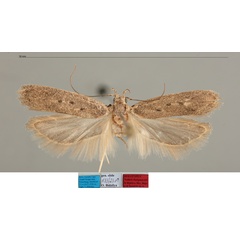 /filer/webapps/moths/media/images/B/basipunctella_Nothris_MHT_MfN.jpg