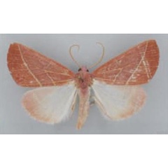 /filer/webapps/moths/media/images/P/pelostolmus_Terpnostola_HT_TMSA.jpg