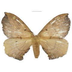 /filer/webapps/moths/media/images/S/sigyna_Lokiana_AF_ANHRT.jpg