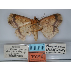 /filer/webapps/moths/media/images/W/waelbroecki_Blasticorhinus_HT_RMCA_02.jpg