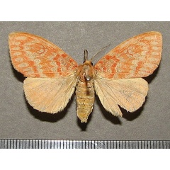 /filer/webapps/moths/media/images/A/acrisia_Euproctoides_A_Goff_01.jpg