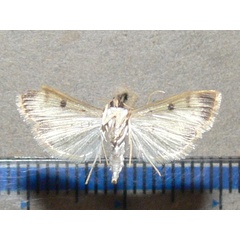 /filer/webapps/moths/media/images/V/verminalis_Herpetogramma_A_Goffb_02.jpg