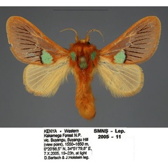 /filer/webapps/moths/media/images/M/meyi_Delorhachis_PTM_SMNS_02.jpg