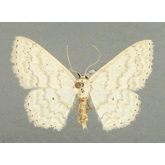 /filer/webapps/moths/media/images/S/subobliquata_Scopula_AF_TMSA.jpg