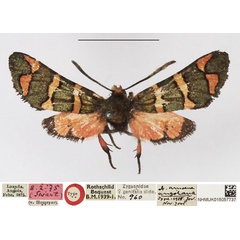 /filer/webapps/moths/media/images/A/angolana_Arniocera_HT_NHMUK.jpg