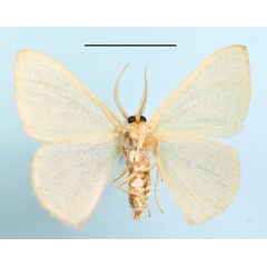 /filer/webapps/moths/media/images/Q/quadrimacula_Celidomphax_A_MGCLb_01.JPG