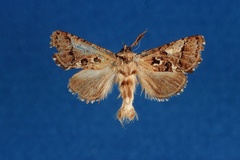 Arbelodes collaris