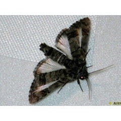 /filer/webapps/moths/media/images/A/albidisca_Marathyssa_A_Liebenberg.jpg