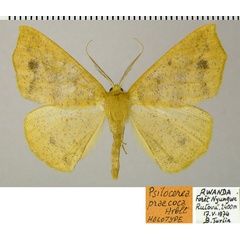 /filer/webapps/moths/media/images/P/praecoca_Psilocerea_HT_ZSMa.jpg