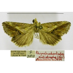 /filer/webapps/moths/media/images/A/antistropha_Rhynchina_HT_TMSA.jpg