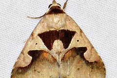 Anoba disjuncta