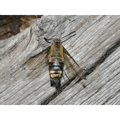 /filer/webapps/moths/media/images/H/hylas_Cephonodes_A_Roland_04.jpg