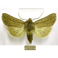 /filer/webapps/moths/media/images/B/brunnea_Ectochela_AM_TMSA.jpg