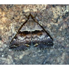 /filer/webapps/moths/media/images/M/melliflua_Plecopterodes_A_Roland_01.jpg