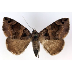 /filer/webapps/moths/media/images/M/macrorhyncha_Bastilla_AF_RMCA.jpg