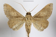 Ogovia aliena