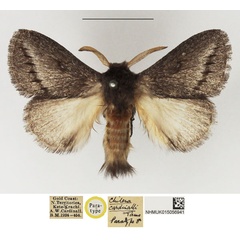 /filer/webapps/moths/media/images/C/cardinalli_Chilena_PTM_NHMUK_01.jpg