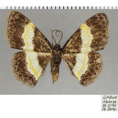 /filer/webapps/moths/media/images/S/stilbia_Pycnostega_AF_ZSM.jpg