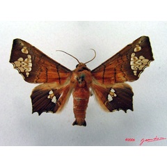 /filer/webapps/moths/media/images/F/fenestrifera_Episparis_AM_Albert_02.jpg