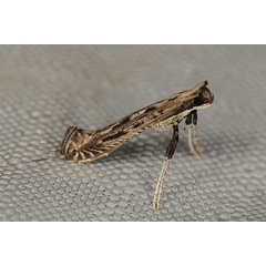 /filer/webapps/moths/media/images/V/virgata_Pleiomorpha_A_Heynsb.jpg