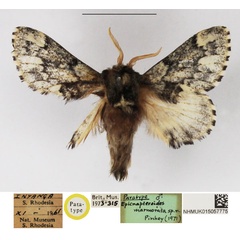 /filer/webapps/moths/media/images/M/marmorata_Epicnapteroides_PTM_NHMUK.jpg