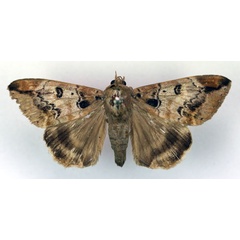 /filer/webapps/moths/media/images/A/atrimacula_Achaea_AM_RMCA.jpg